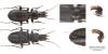 Pterostichus cristatus albericus